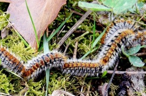 Lutte biologique Chenille 