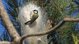 Biodiversité