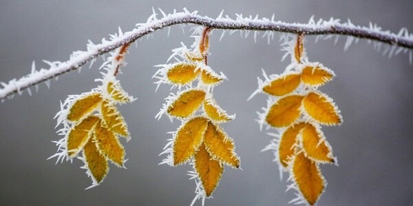 Hivernage des plantes